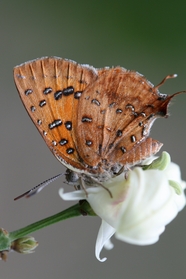 停歇在白色花朵上的斑纹蝶图片