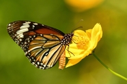 停歇在黄色花朵上的绢斑蝶图片