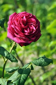 玫红色野生蔷薇玫瑰花图片