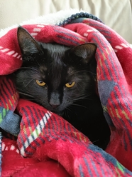蜷缩在毯子里的黑色小猫图片