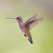 扇动翅膀的野生蜂鸟图片