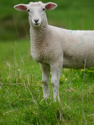 站在绿色草地上的家畜绵羊图片