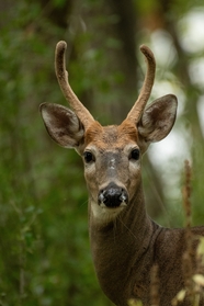 野生保护动物麋鹿摄影图片