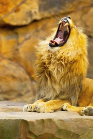 趴在地上怒吼咆哮的大狮子图片