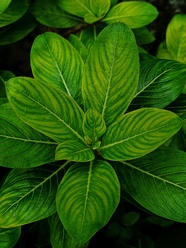 绿色葱郁植物叶子摄影图片