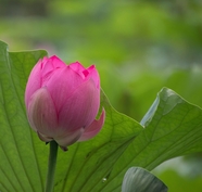 夏日清新粉色莲花微微盛开图片