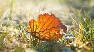 阳光照耀下的秋天树叶图片