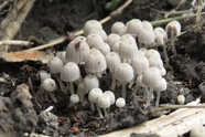 白色野生蘑菇群摄影图片
