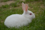 正在草地上吃草的白兔子图片