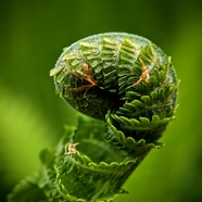 创意卷曲的蕨类植物叶子摄影图片