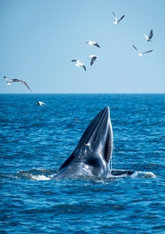 蓝色海洋布氏鲸海鸥摄影图片