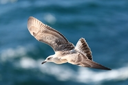 大海上空自由翱翔的海燕摄影图片