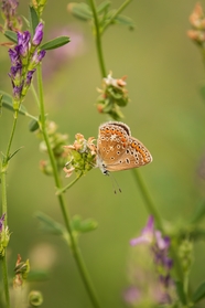 停歇在野花上的豹纹蝶摄影图片