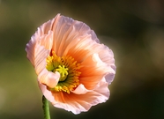  一朵盛开的粉红色罂粟花图片