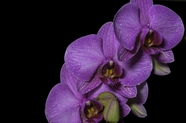 紫色蝴蝶兰摄影图片
