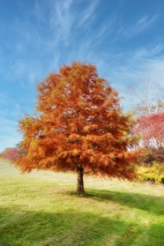 秋天蓝天草地红色胡杨树摄影图片
