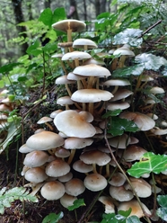 秋天森林树干蘑菇群摄影图片