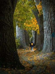 秋天树林背包美女远足背影摄影图片