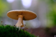 野生棕色大蘑菇摄影图片