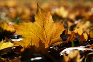 秋天飘散在地面上的落叶图片
