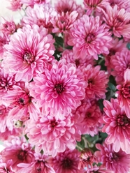 微距特写盛开的粉色菊花摄影图片