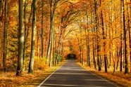 秋季唯美树林小路风景摄影图片