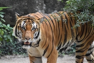 野生马来西亚虎摄影图片