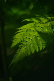 唯美小清新绿色蕨类植物摄影图片