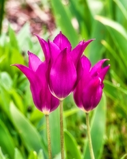 紫色郁金香花朵植物摄影图片