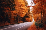秋天红色枫树林公路摄影图片