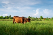 绿色牧场草地老黄牛吃草图片