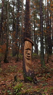 一棵被雕刻图案的树木图片