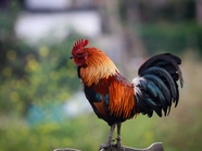 羽毛颜色丰富的大公鸡摄影图片