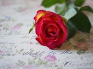 一枝妖艳红色玫瑰花摄影图片