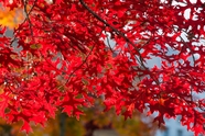 秋天红色枫叶树枫叶摄影图片