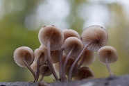 秋天树干上生长的蘑菇群图片
