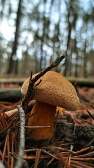 树林地面野生牛肝菌真菌蘑菇摄影图片