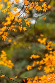 秋天黄色枫树叶图片