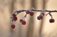 霜冻的红果冬青摄影图片
