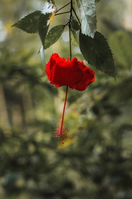 微距特写红色植物花朵摄影图片
