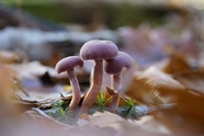 秋天森林地面落叶蘑菇摄影图片