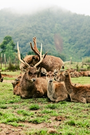 一群野生麋鹿趴在草地上图片