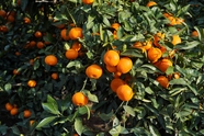 秋天挂满枝头的砂糖橘摄影图片