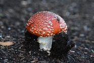 秋天野生蛤蟆菌蘑菇摄影图片