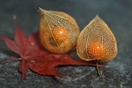 秋天成熟的灯笼果摄影图片