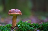 野生飞鹅膏菌蘑菇摄影图片