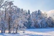 冬季雪地树林风景摄影图片