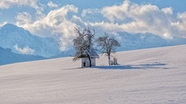 冬季蓝天白云雪地树木摄影图片