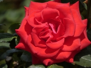 红色微距特写玫瑰花摄影图片