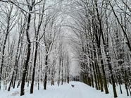 唯美意境冬季树林雪景摄影图片